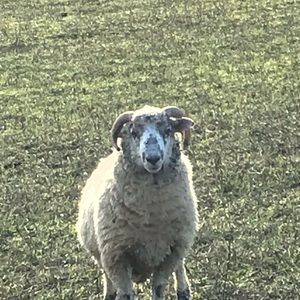 Meet your Posher, Sam